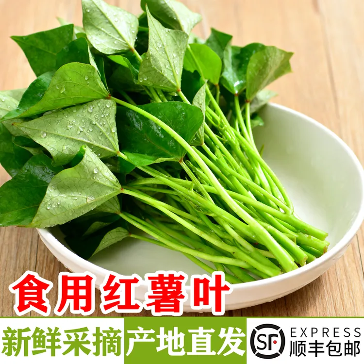新鲜红薯叶红薯尖红苕尖地瓜叶食用番薯叶嫩芽新鲜叶菜芽苗菜蔬菜