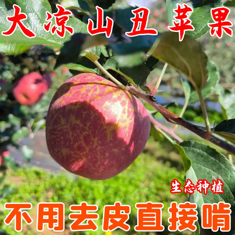 《农家自卖》大凉山盐源丑苹果树上熟现摘现发头茬鲜果