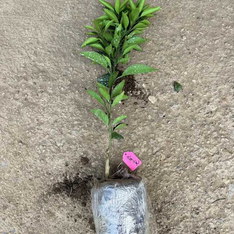 东洋之光一年杯苗带土发货晚熟红色新品种耐寒品种