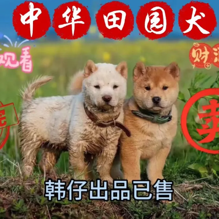 原生态中华白土松黑土松白狗黄狗乖狗看家护院可爱忠诚田园犬狗狗