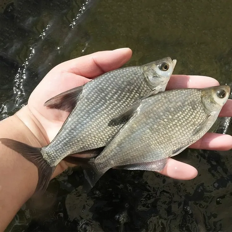 武昌鱼鳊鱼扁鱼淡水活体宠物水族观赏鱼小尺寸好养活饲料鱼大鱼商品图