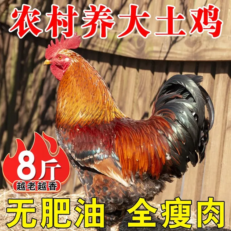 杀后净重8斤老公鸡散养三年老公鸡土公鸡肉质紧实溜达鸡顺丰包邮