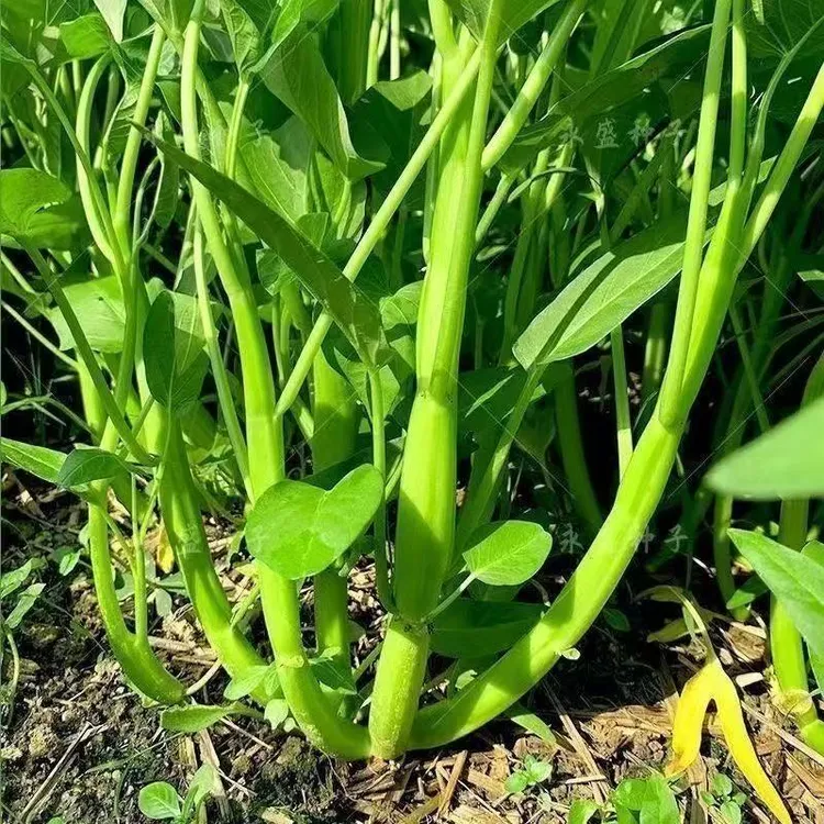 正宗原装三叉空心菜种籽柳叶通心菜种子四季阳台蔬菜种子盆栽菜园
