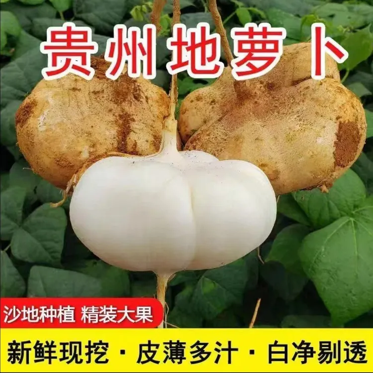 贵州地萝卜正宗纳雍阳长本地脆甜凉薯白薯白地瓜土地雪梨新鲜现挖