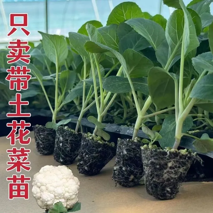 有机花菜苗青梗松花菜种苗四季可种适合阳台庭院种植