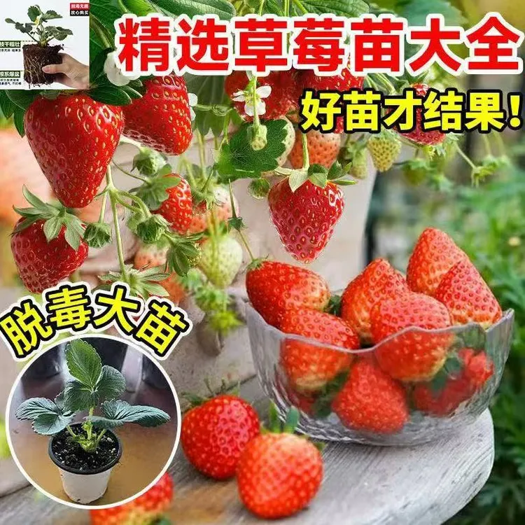 【原盆原盆好发货】四季草莓苗室内庭院阳台奶油草莓种苗当年结果