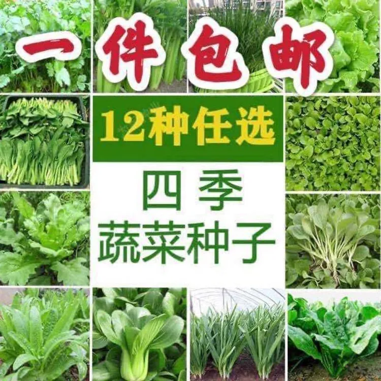 12种蔬菜种子套餐四季菜种子阳台盆栽绿植庭院易种春秋季蔬菜种子