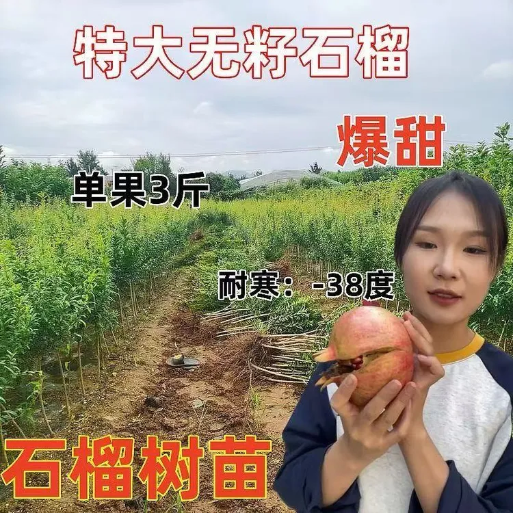 石榴树苗软籽红宝石全国可种抗寒盆栽地栽现挖