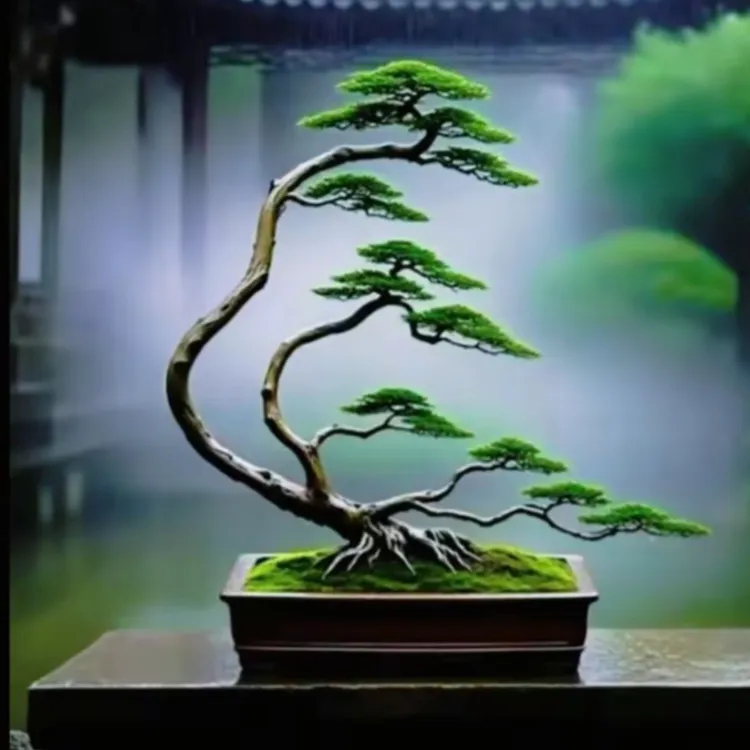 罗汉松济州真柏盆景链接2