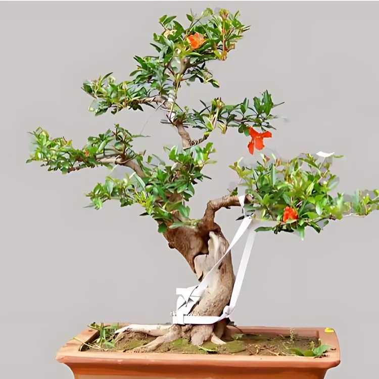 大红袍庭院绿植可作为盆栽