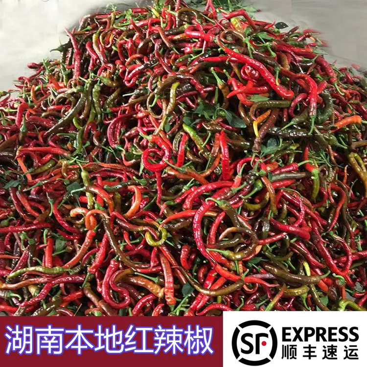 湖南本地新鲜红辣椒农家自种软皮二荆条线椒【顺丰包邮】当季蔬菜