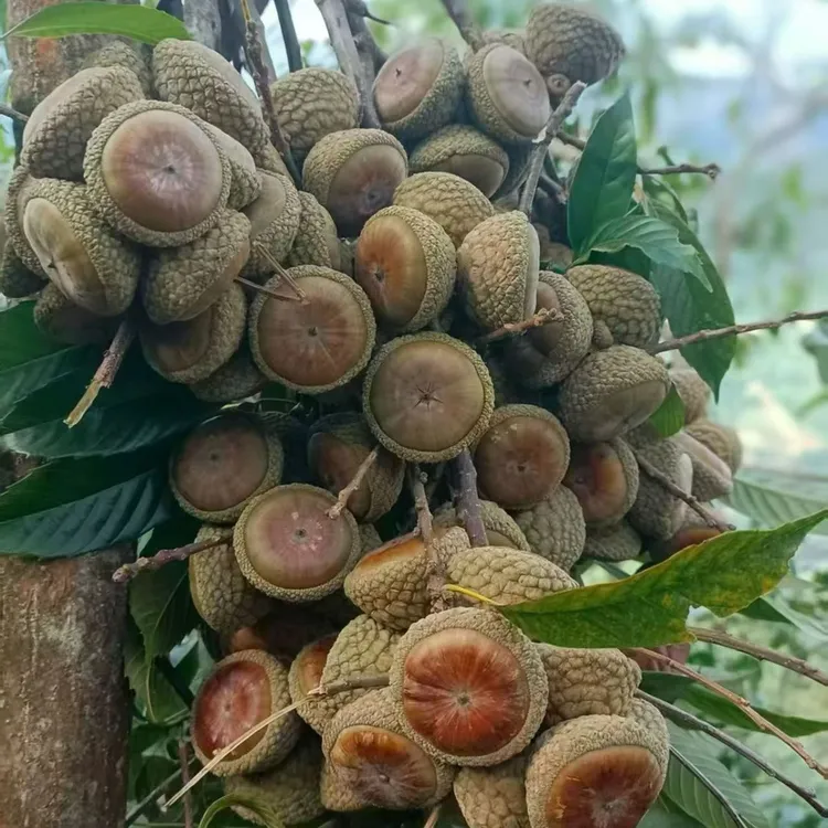 广西深山野外采摘新鲜石头果带皮500克/袋未蒸晒发货