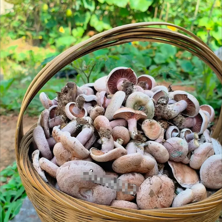 顺丰包邮  山区野生新鲜乌枞菌铜绿菌天鹅菌三九菇重阳菌