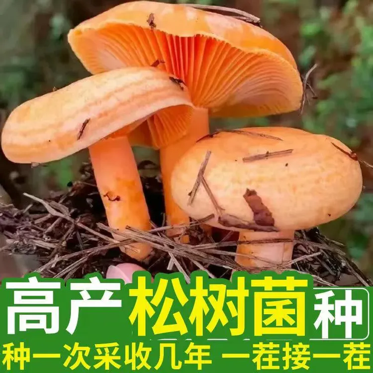 寒菌菌种枞菌菌种种植包蘑菇菌包家庭盆景栽培阳台种植菜地种植