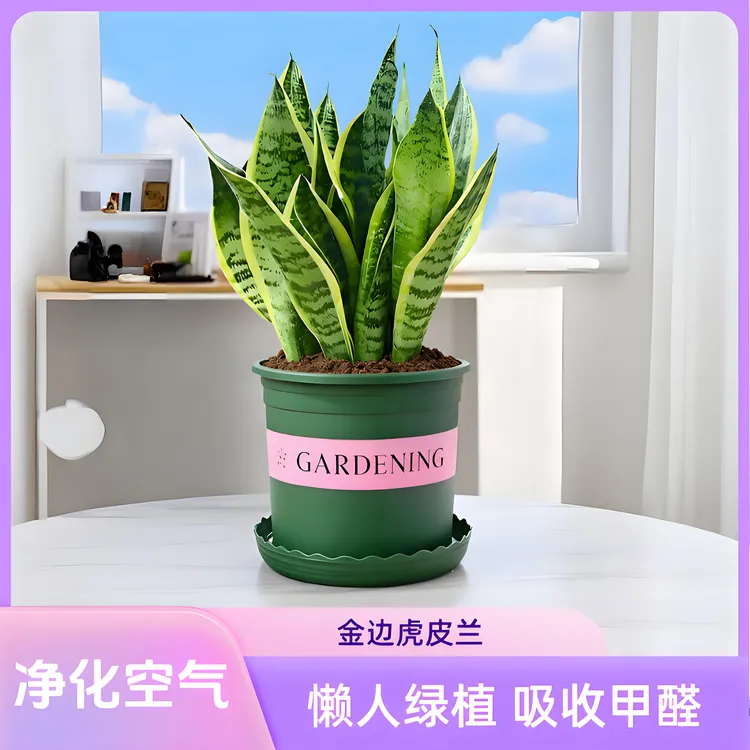 金边虎皮兰盆景办公室室内水培绿植盆栽室内吸甲醛空气净化懒人