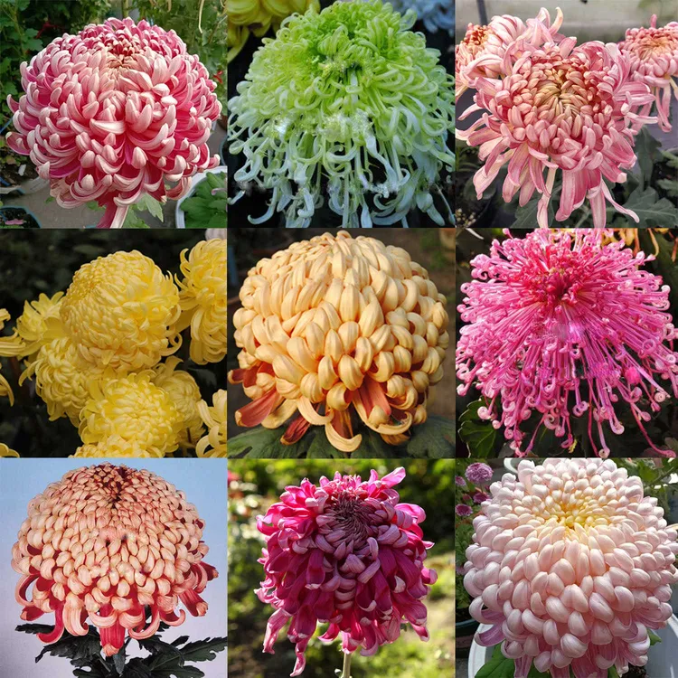 10棵菊花苗多年生植物四季开花大菊花盆栽室内外阳台庭院花卉绿植