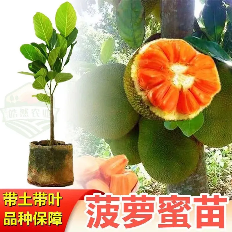 广西带土带叶包邮嫁接菠萝蜜四季红肉菠萝南方种植果树盆栽