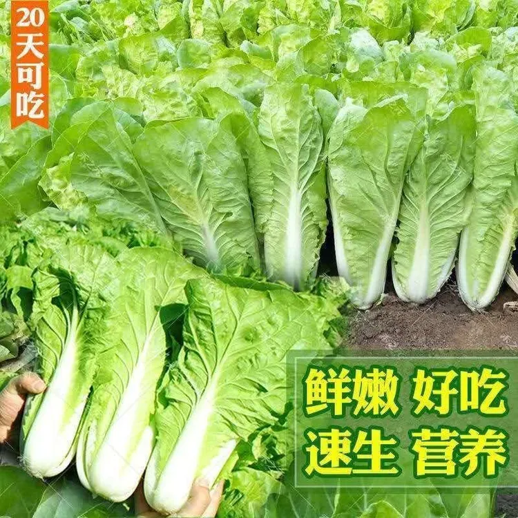 籽种四季速生快菜种子小白菜种子耐热耐寒适合阳台院子种植