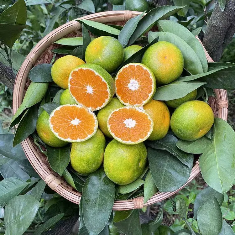 正宗东江湖清江镇蜜桔无籽化渣皮薄肉厚鲜嫩多汁现摘现发