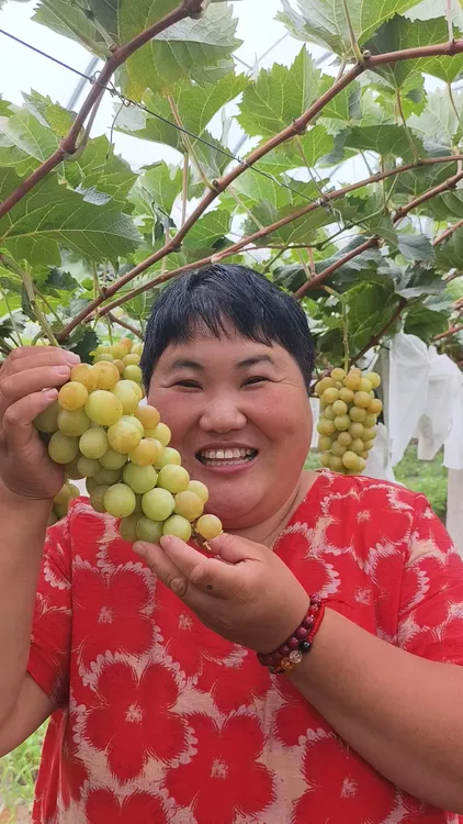 （娟子大食堂）新鲜采摘 自然成熟 黄意大利葡萄 5斤/箱