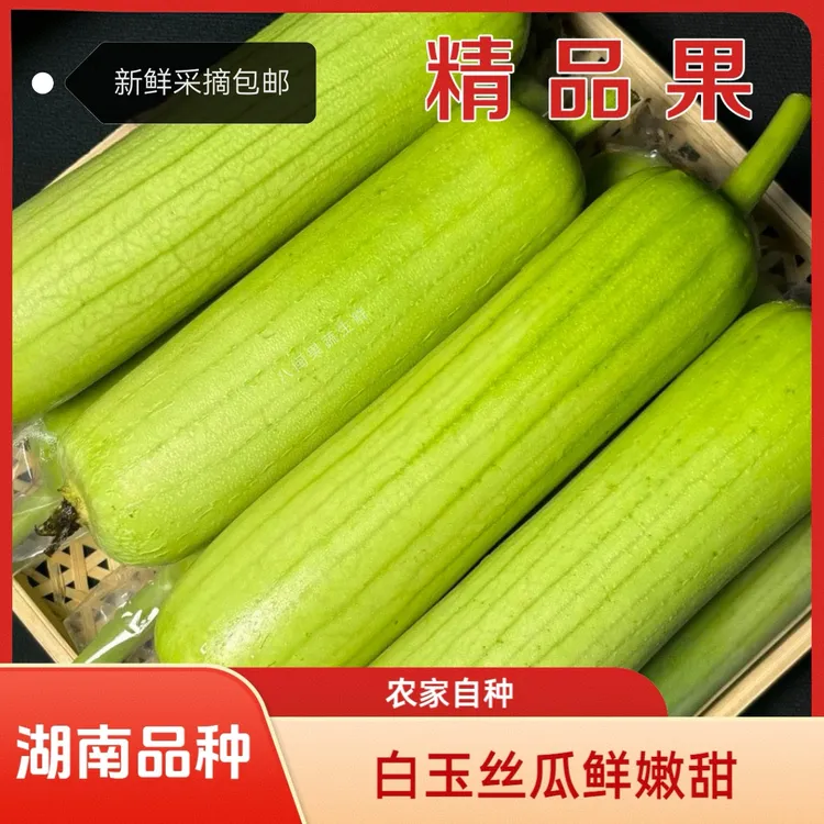 精品丝瓜 白玉牛奶丝瓜 鲜甜可口 农家自种 鲜采现发