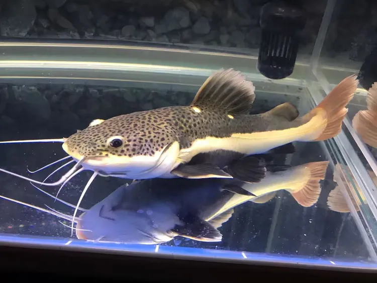 顺丰包邮狗仔活体红尾鲶鱼招财猫鲸鱼大型热带观赏鱼底层鱼混养