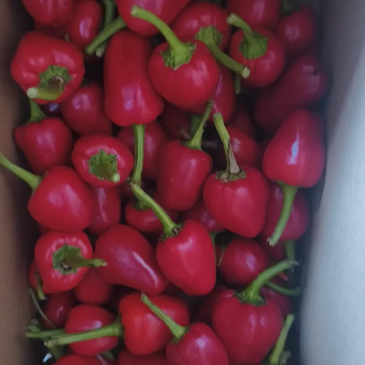 贵州本地自种草莓辣灯笼辣清脆甜辣可以泡椒可以剁椒