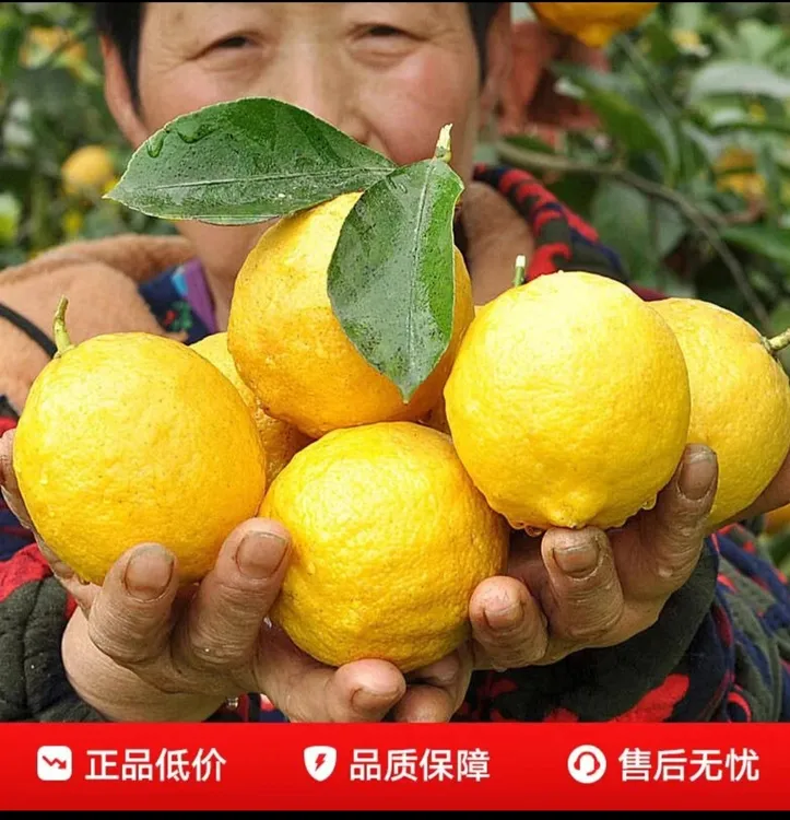 海南柠檬香水柠檬黄柠檬奶茶店家用都可香水柠檬批发大果