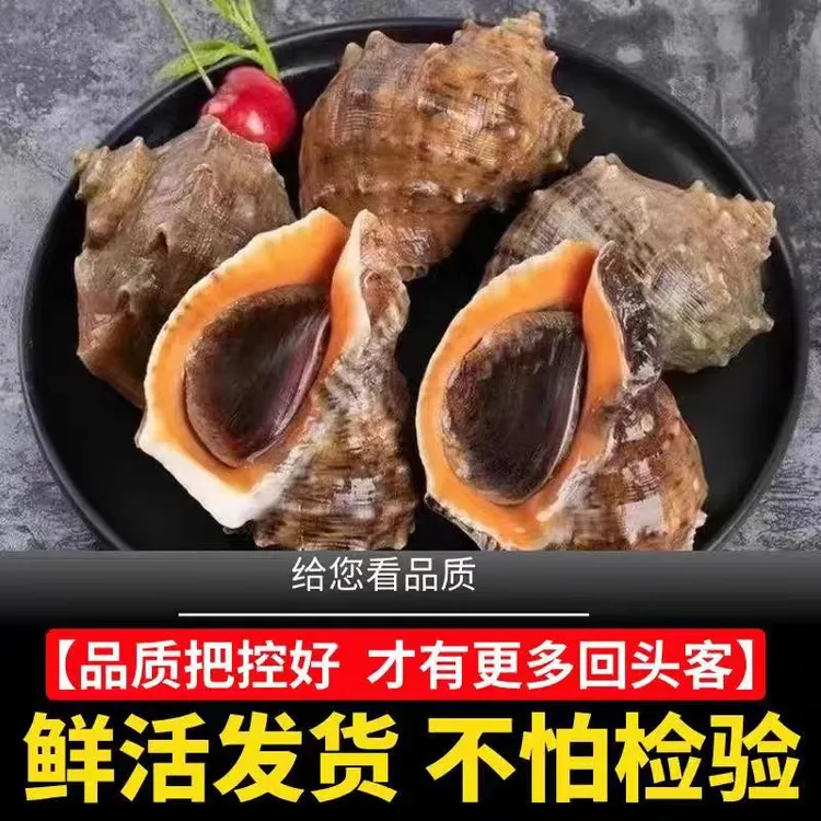 <9-12个/斤>渤海湾爽脆Q弹海螺顺丰包邮海螺鲜活发货