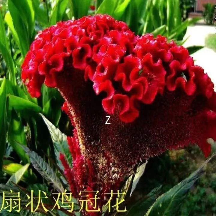 鸡冠花种子】球形鸡冠花巨大号阳台庭院室外盆栽花种籽四季播种籽