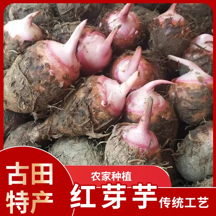 【顺丰发货】古田红芽芋头高山沙地芋头仔现挖农家自种红嘴小毛芋