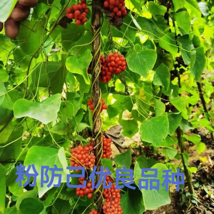 正宗江西道地粉防己种子种苗土木香