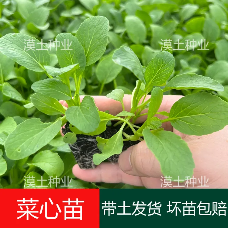 广东甜菜心苗抗热耐湿青菜春秋季种植农家蔬菜菜心阳台盆栽菜心苗