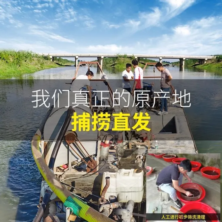 新鲜母虫活体活饵用于野钓鲫鱼的优质钓鱼饵料