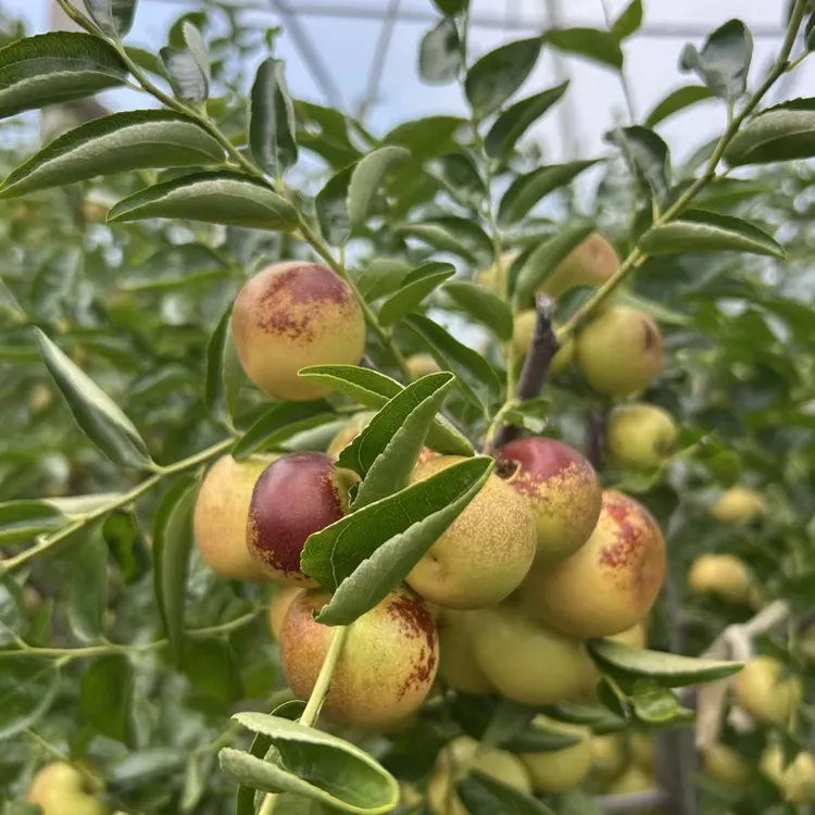 沾化三代冬枣现摘现发 新鲜脆甜