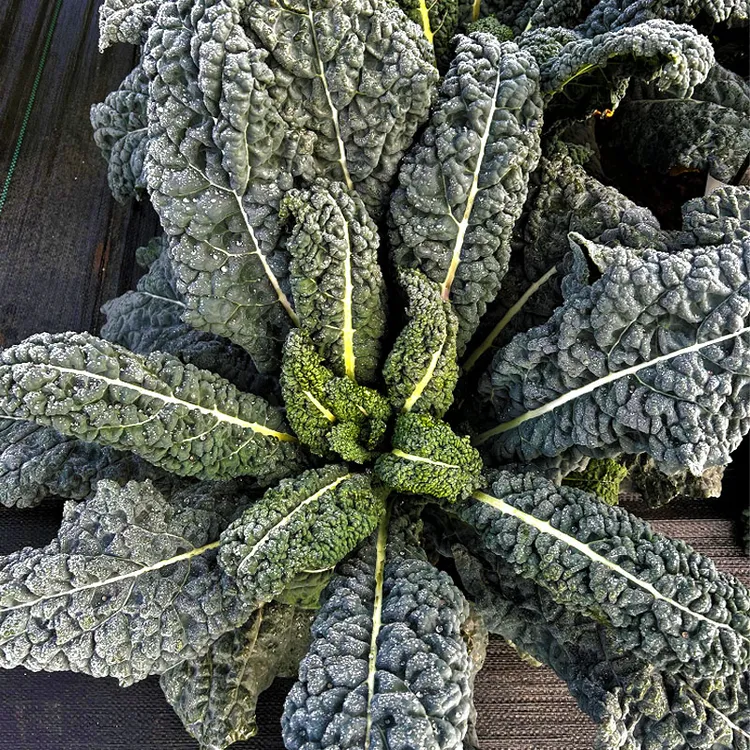 皱叶菜黑乌羽衣甘蓝种子叶用羽衣黑甘蓝皱叶甘蓝种籽脆嫩可口沙拉