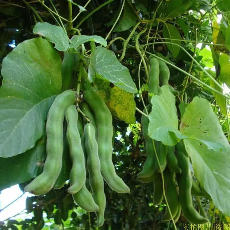 四川新鲜现摘狗儿豆/龙爪豆/猫猫豆/毛毛豆