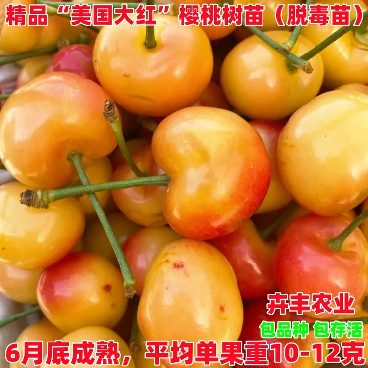 果树美国大红樱桃苗车厘子黄蜜水晶大樱桃树苗盆栽地栽北南方种植