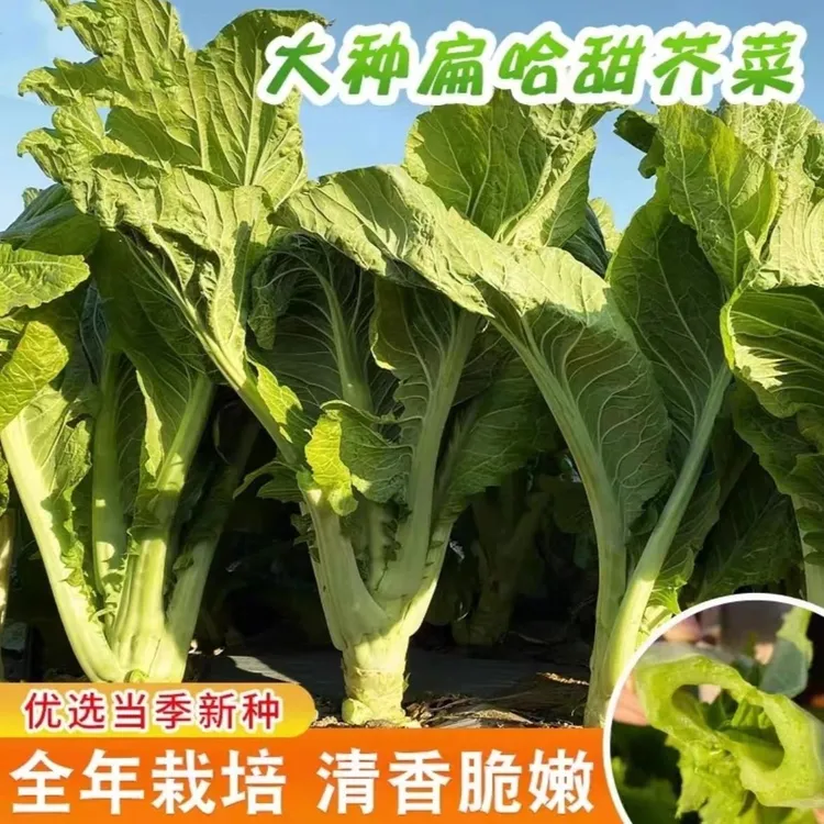 【大叶甜芥菜种子】四季甜芥菜大叶清脆无丝四季种植农家蔬菜种籽商品图