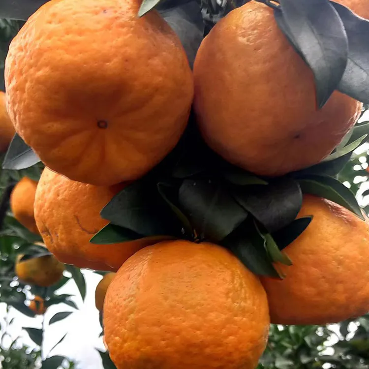 四川椪柑新鲜水果芦柑当季8斤现摘现发自种高山早期7.8分甜请慎拍