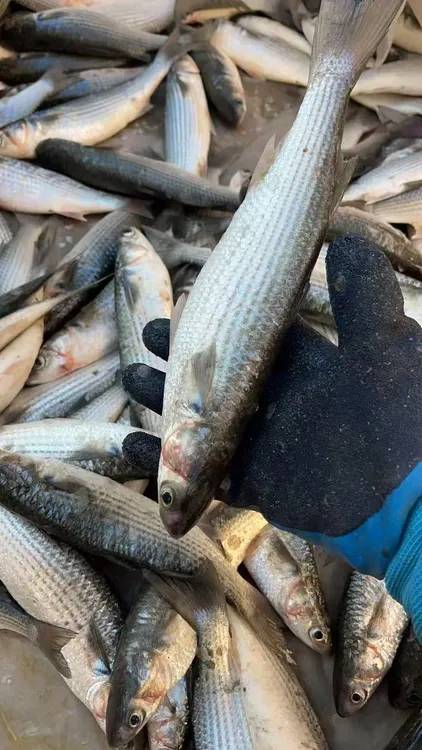 自家渔船捕捞野生梭鱼乌鱼当天捕捞当天发货