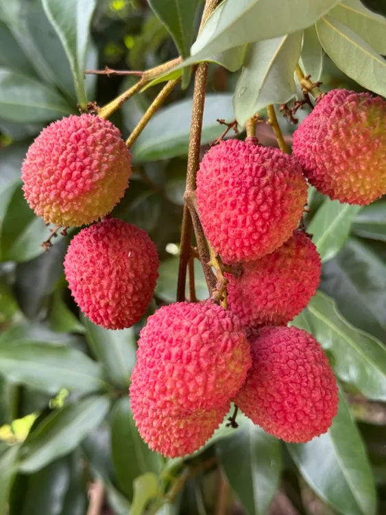 （顺丰）屏边妃子笑荔枝饱满新鲜当季现摘水果3/5斤装