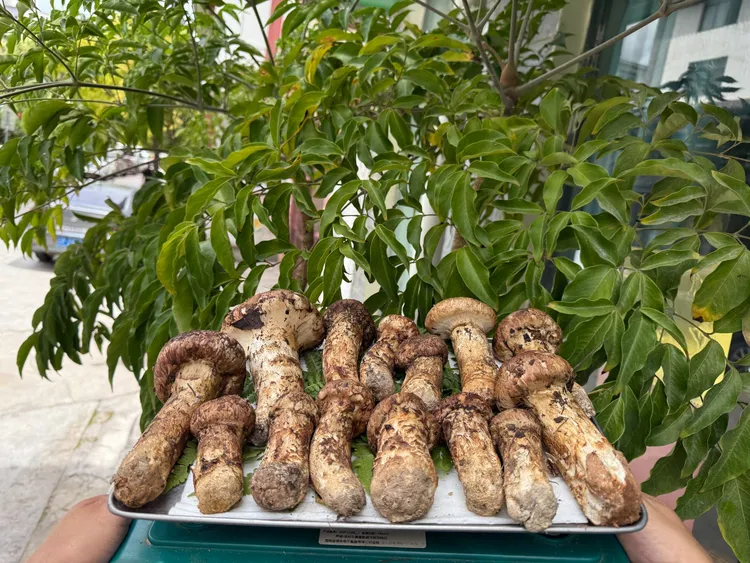 云南香格里拉新鲜野生菌优选松茸菌7~12cm规格顺丰包邮