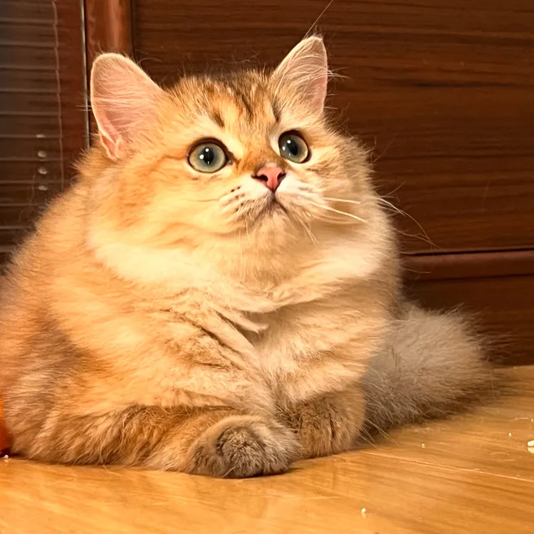 全品类可爱猫咪德牧蓝白金银渐层美短缅因布偶暹罗加菲猫英短蓝猫