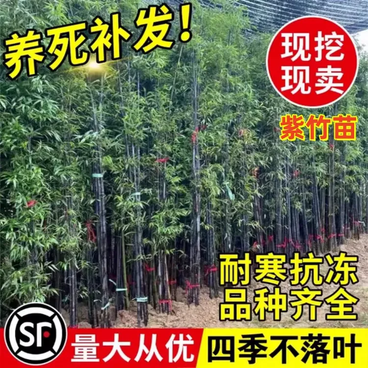 顺丰低价现挖耐寒紫竹苗庭院室内室外四季种植罗汉竹盆栽矮化绿植