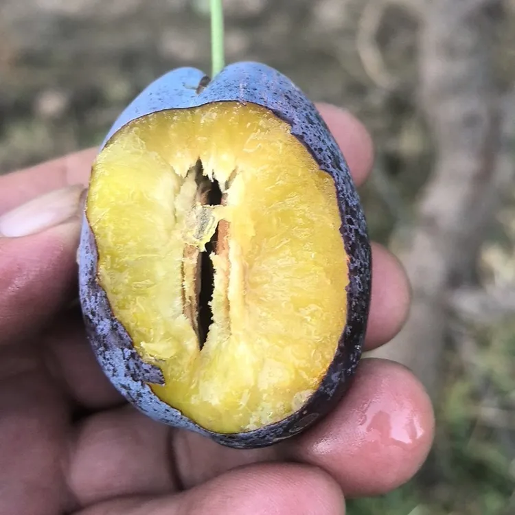 巴盟特产，蓝西梅，新鲜采摘香甜多汁孕妇水果