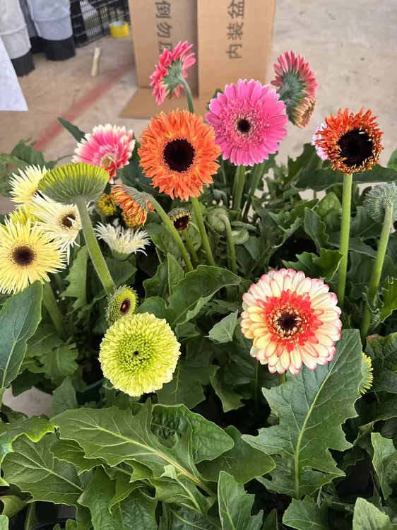 高杆非洲菊扶郎花带花苞多季节开花 庭院阳台盆栽地栽