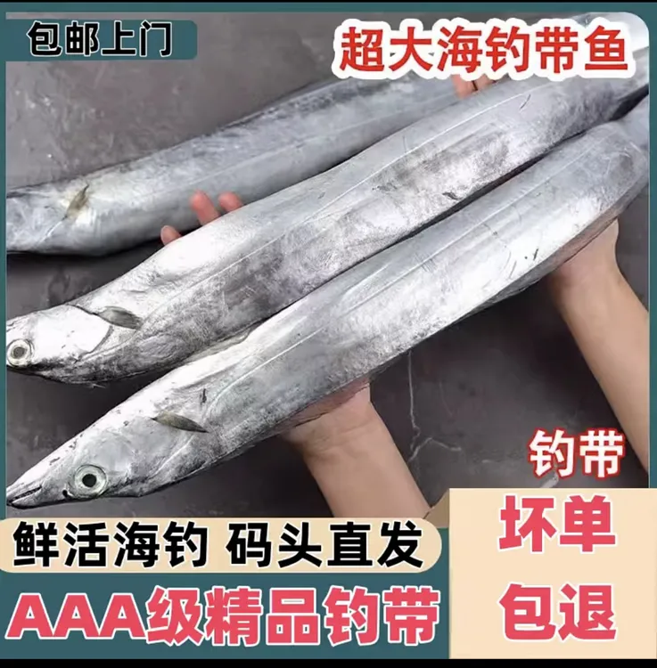 【精品海钓带鱼】渤海湾小眼油带 当日鲜鱼 日照港码头 顺丰直发