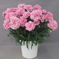 康乃馨盆栽带花苞绿色石竹花四季开花客厅室内花卉懒人绿植好养活