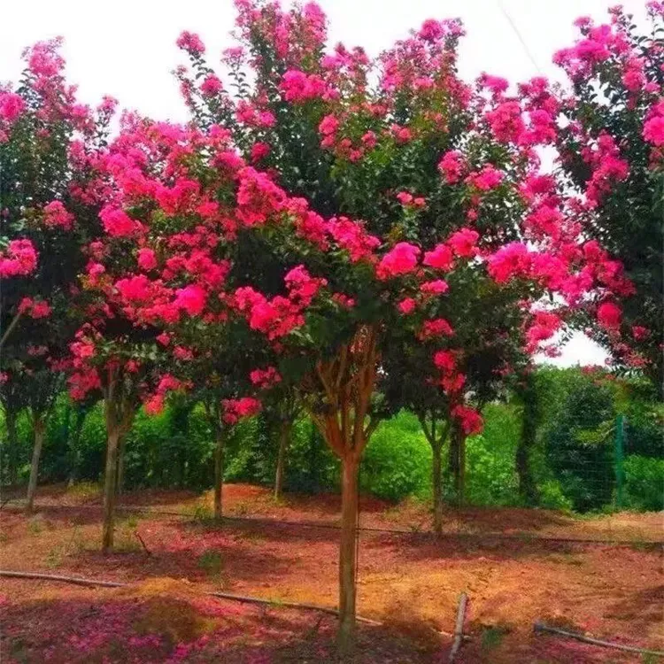 南枳名贵紫薇盆栽室内外庭院种植造型树风景树四季正宗耐寒